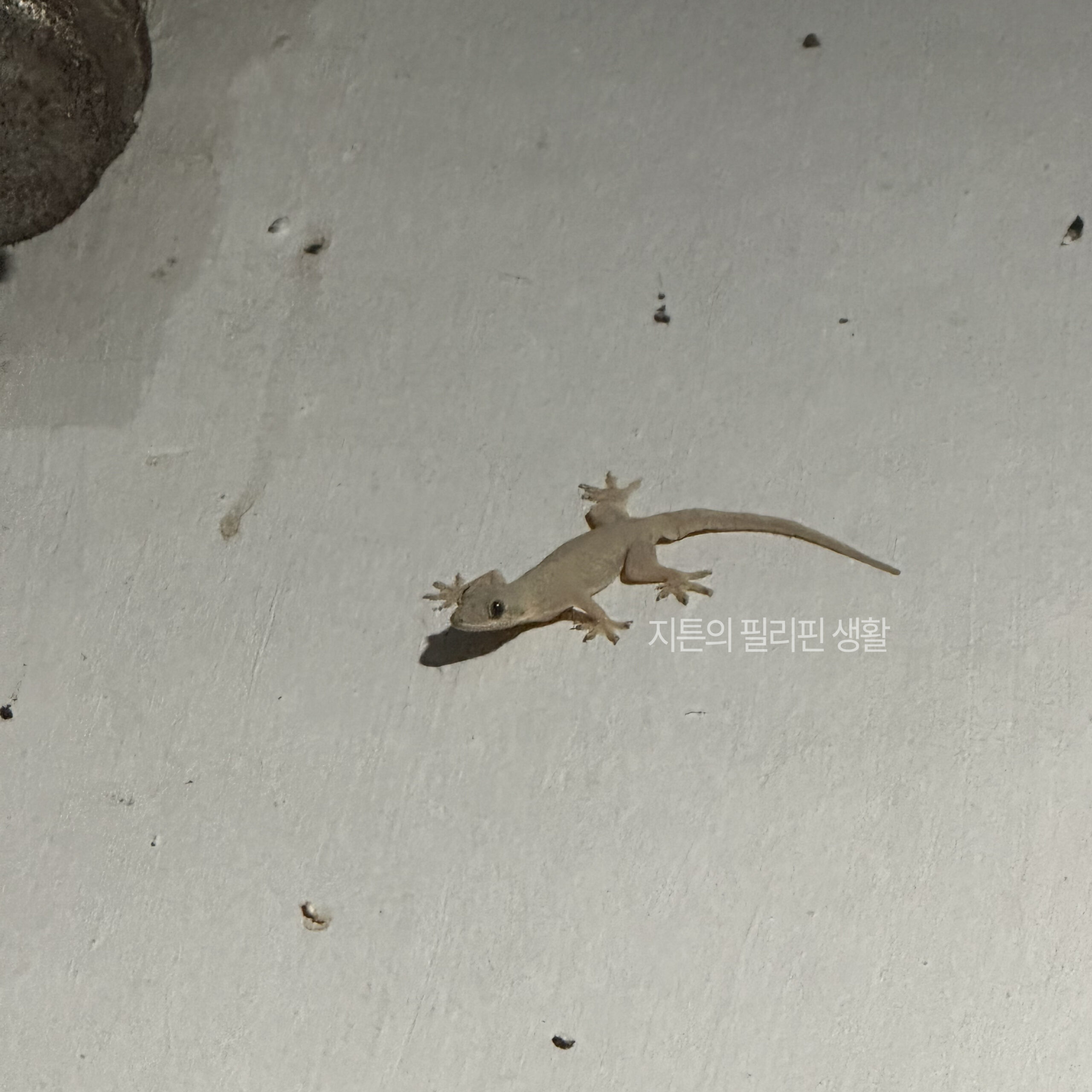 부티키