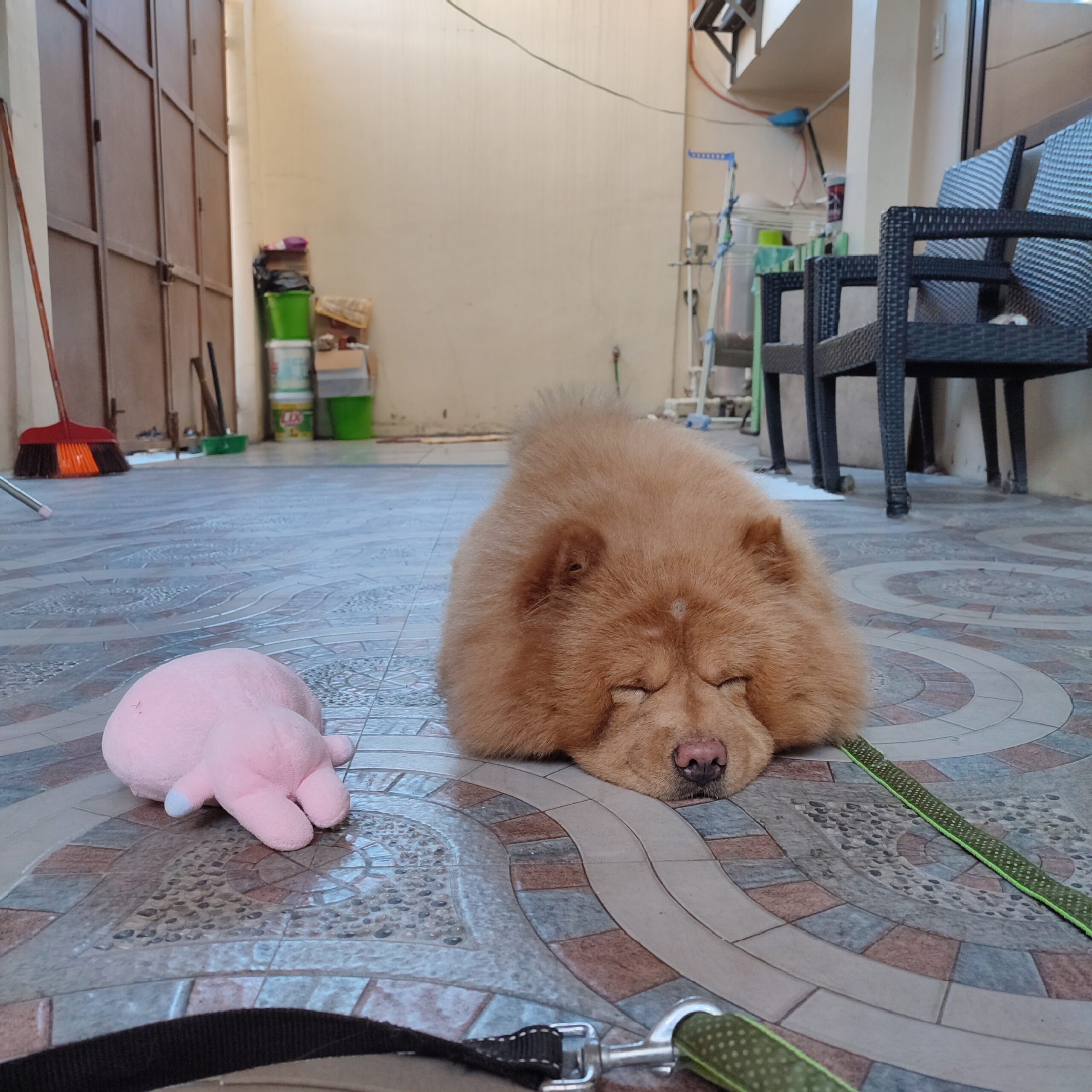 필리핀 가정집 반려견 차우차우